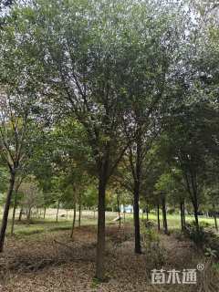 18公分弗吉尼亚栎