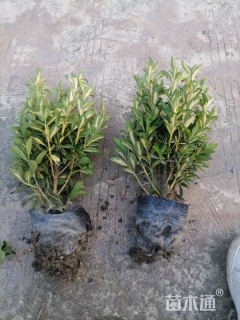 高度30厘米金心黄杨