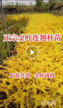 高度100厘米金叶连翘