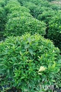 冠幅78厘米杜鹃球