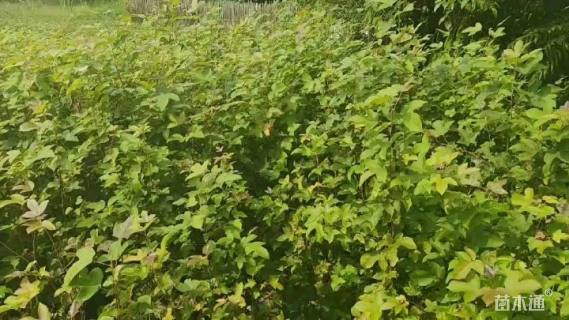 高度80厘米枫香小苗