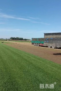 草卷状百慕大草