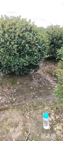 冠幅120厘米红叶石楠球