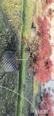 高度80厘米羽毛枫