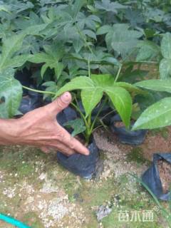 高度30厘米八角金盘