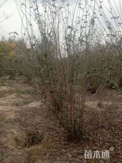 高度100厘米丛生海棠