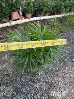 裸干高30厘米棕竹