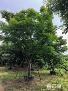 15公分台湾栾树