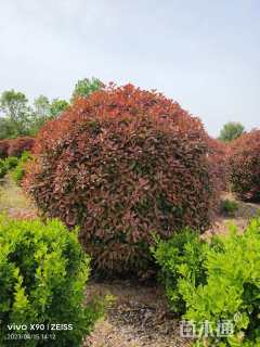 10公分红叶石楠