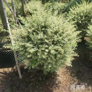 高度80厘米花叶女贞球