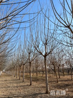 18公分金叶复叶槭