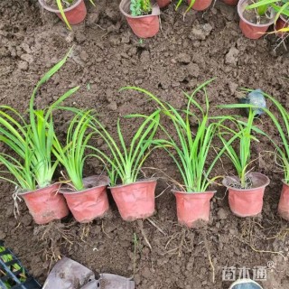 高度35厘米金娃娃萱草