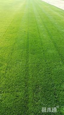 A-精品混播黑麦草