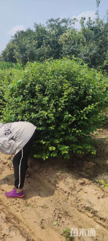 冠幅80厘米榆叶梅球