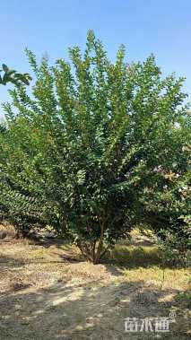 高度220厘米丛生紫薇