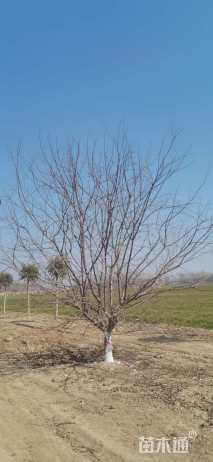 16公分北美海棠