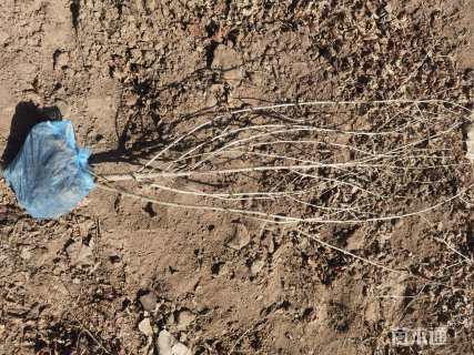 高度60厘米丛生金银木