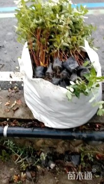 高度25厘米金丝桃