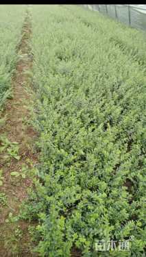 高度20厘米亮绿忍冬