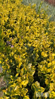 高度30厘米金森女贞