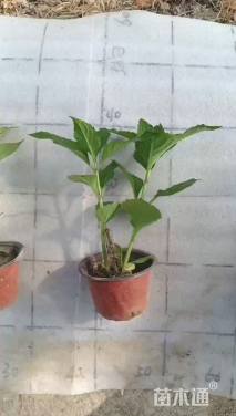 高度20厘米八仙花