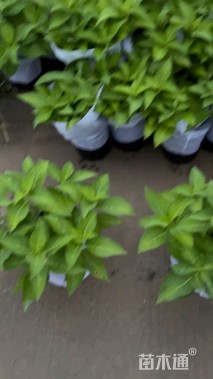 高度30厘米八仙花