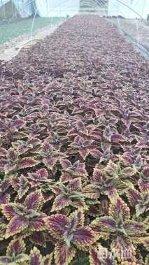 高度15厘米彩叶草