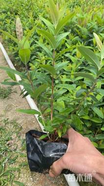 高度20厘米金丝桃杯苗