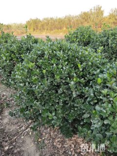 冠幅120厘米大叶黄杨球