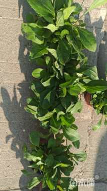 高度10厘米黑心菊