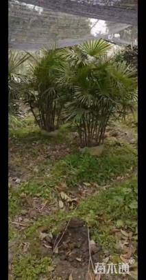 裸干高30厘米细叶棕竹