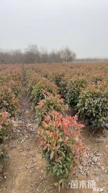 冠幅60厘米红叶石楠球