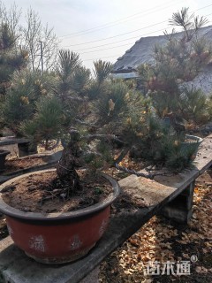 高度60厘米黑松