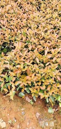 0.01公分红叶石楠