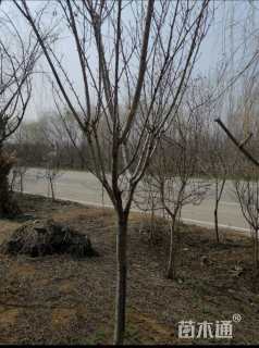 11公分日本晚樱