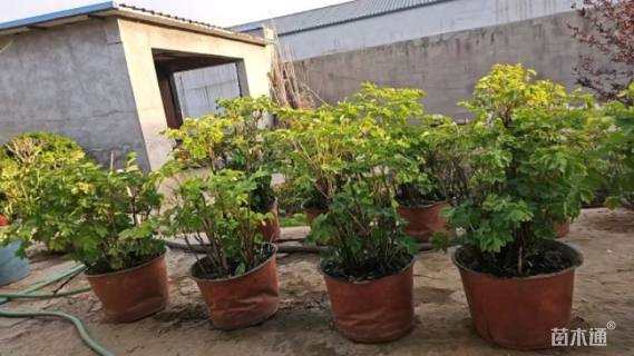 高度50厘米牡丹