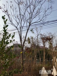 10公分黄山栾树