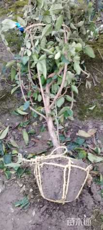 高度200厘米琼花