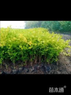 高度60厘米金森女贞小苗
