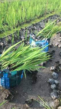 高度20厘米西伯利亚鸢尾