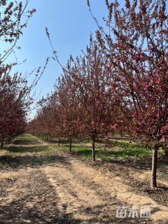 12公分垂丝海棠