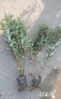 高度30厘米金丝桃