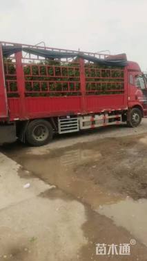 高度50厘米瓜子黄杨