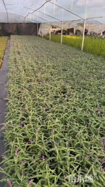 高度20厘米墨西哥鼠尾草