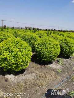 冠幅150厘米金叶女贞球