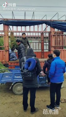 高度80厘米棣棠