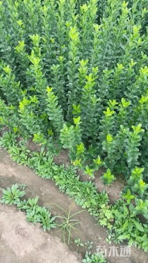 高度50厘米卫矛小苗