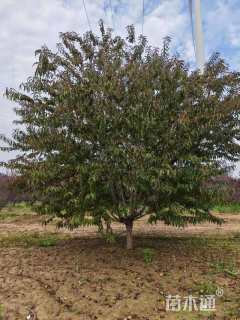 15公分红叶碧桃