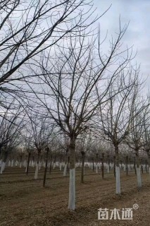 20公分金叶复叶槭