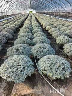 高度30厘米芙蓉菊